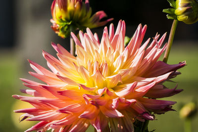 Close-up of flower blooming outdoors