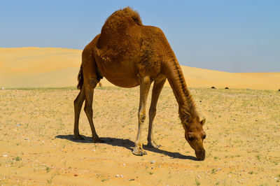 View of a camels on sand