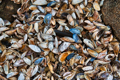 Full frame shot of dried leaves