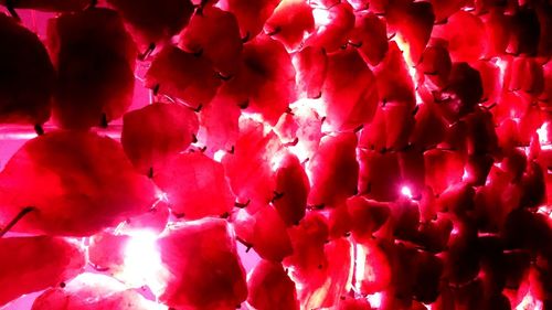 Close-up of pink rose