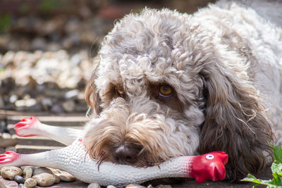 Cockapoo dog