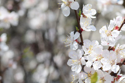 Close-up of white cherry blossom tree