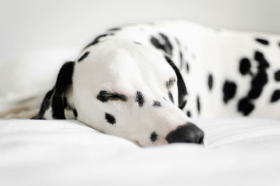 Close-up of dog sleeping on bed