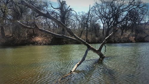 Close-up of tree by lake against sky