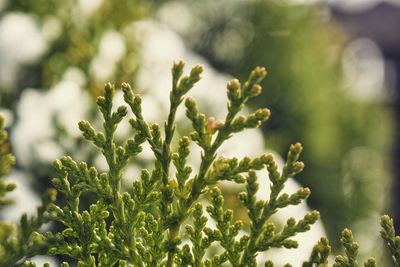 Close-up of leaves against blurred background