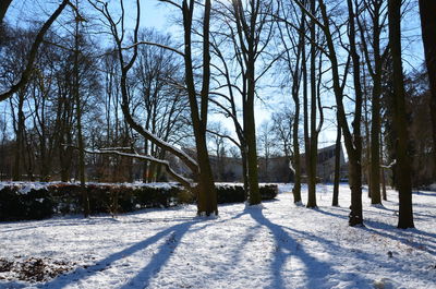 Bare trees on snow field against sky