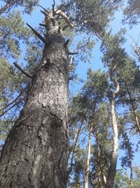 Low angle view of trees against sky