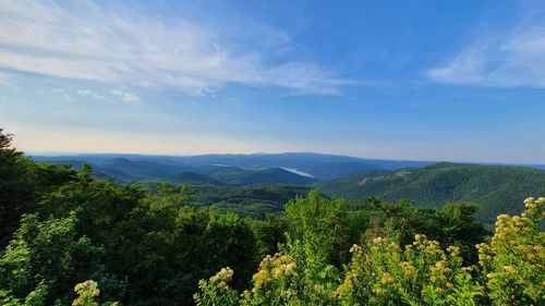 Scenic view of forest against sky