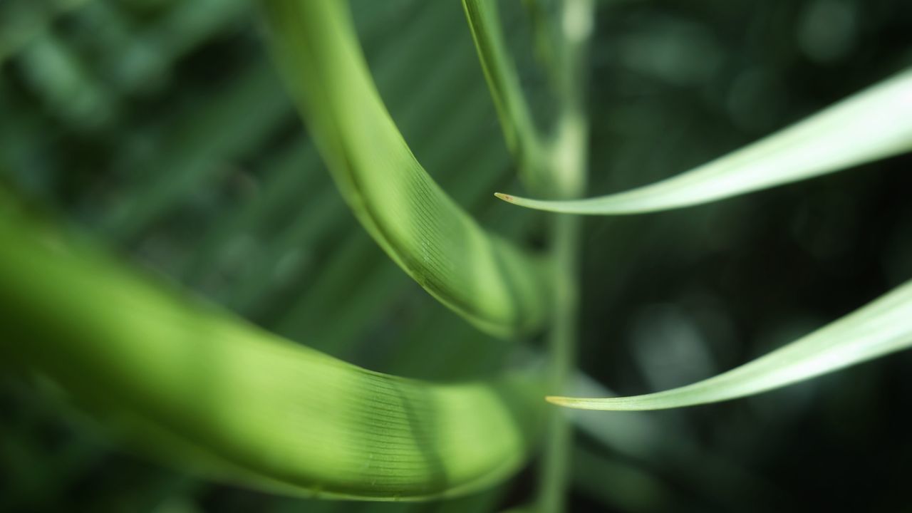 FULL FRAME SHOT OF BAMBOO PLANT