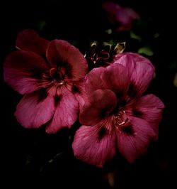 Close-up of pink flowering plant against black background