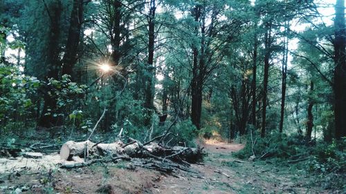 Trees in forest