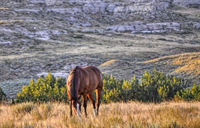 Horse grazing in a field