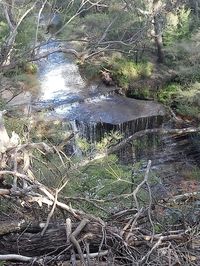 Scenic view of river flowing through forest