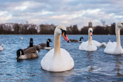 Swans swimming in lake