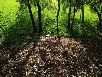 Trees in forest