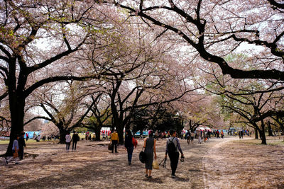 People walking under cherry blossom trees