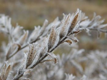 Close-up of frozen plant