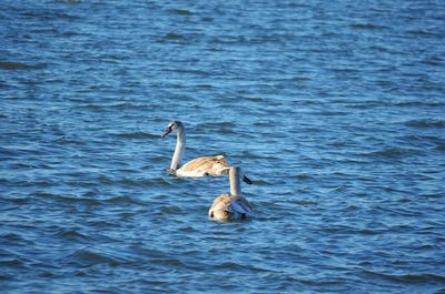 Bird swimming in lake