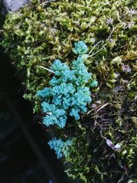High angle view of flowers