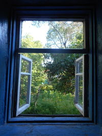 Close-up of tree seen through house window