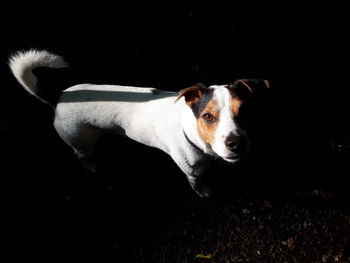 Portrait of dog looking away over black background