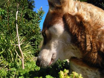 Close-up of a dog