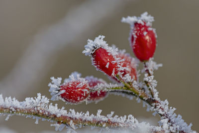 winter