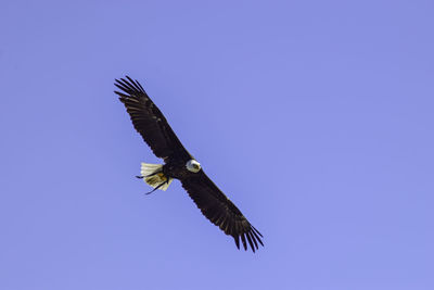 Low angle view of eagle flying in sky