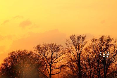 Low angle view of bare trees against clear sky