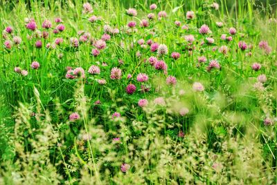 Plants growing on field