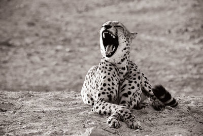 Cheetah yawning on field