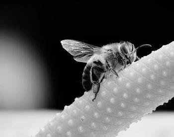 Close-up of insect against black background