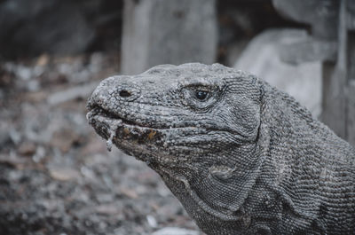 Close-up of a lizard