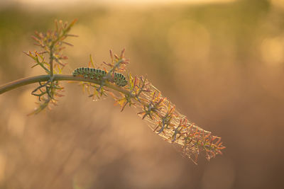 Close-up of a caterpillar on a plant during sunset