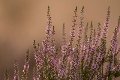 Low angle view of flowering plants against sky