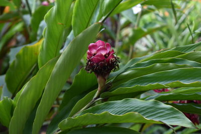 Close-up of flower blooming outdoors