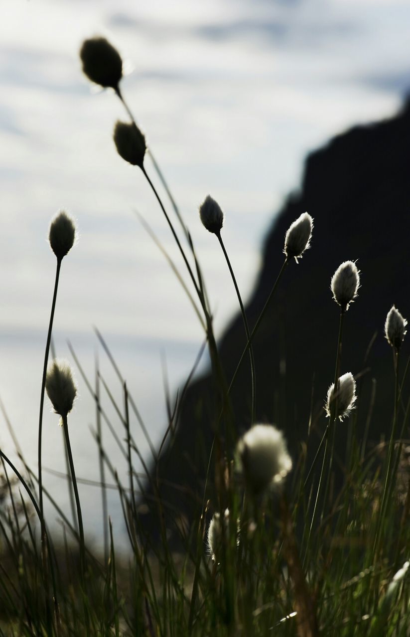 focus on foreground, plant, grass, growth, stem, fragility, close-up, flower, nature, water, selective focus, dandelion, freshness, beauty in nature, field, tranquility, outdoors, sky, no people, day