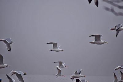 Seagulls flying in the sky