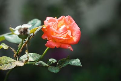 Close-up of red flower blooming outdoors