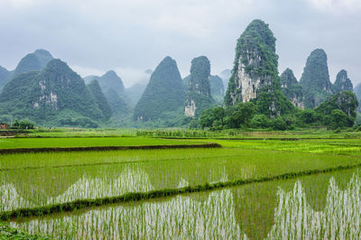 Scenic view of agricultural field against sky