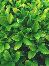 Full frame shot of green leaves