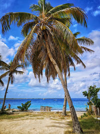 Palm trees on beach against sky