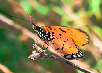 Close-up of butterfly pollinating flower