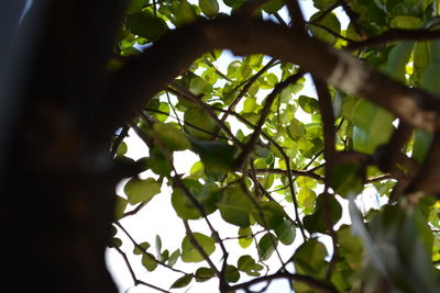 Low angle view of tree