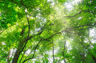Low angle view of trees against sky