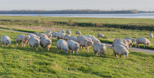 Sheep and lamb