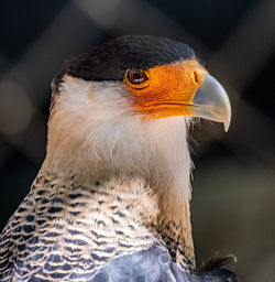 Close-up of a bird looking away