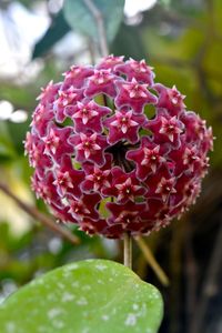 Close-up of flowers blooming outdoors