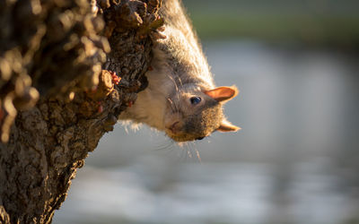 Close-up of squirrel on lake