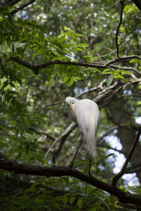 Low angle view of white bird perching on branch in forest